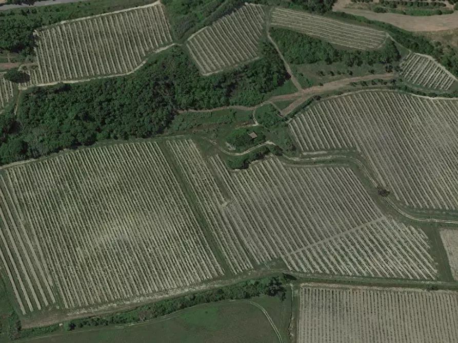 Immagine 1 di Terreno agricolo in vendita  a San Miniato