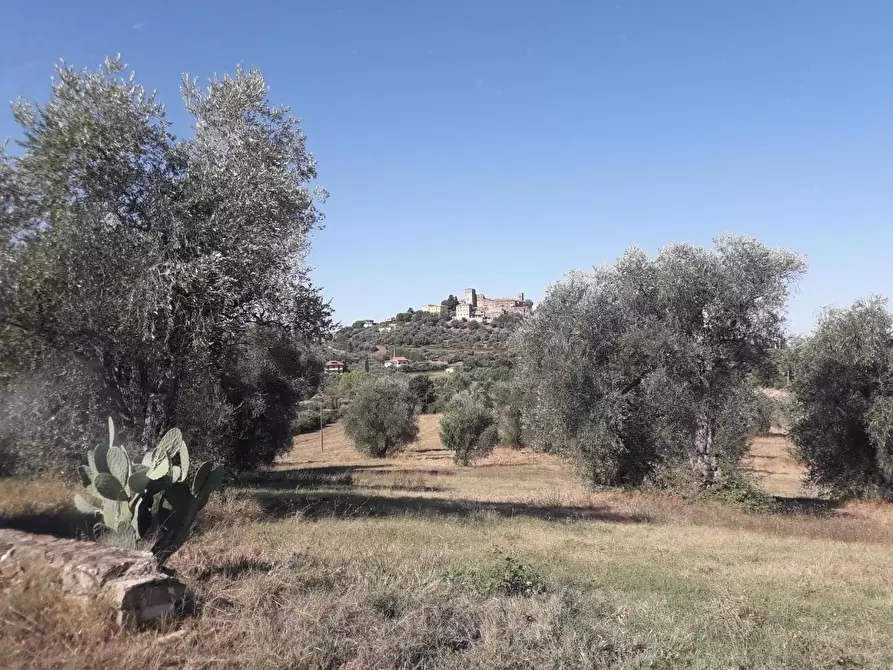 Immagine 5 di Terreno agricolo in vendita  a Manciano