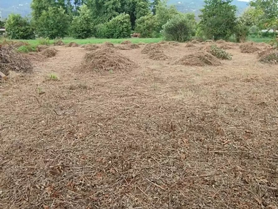 Immagine 7 di Terreno agricolo in vendita  a Massa