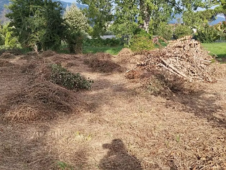 Immagine 2 di Terreno agricolo in vendita  a Massa