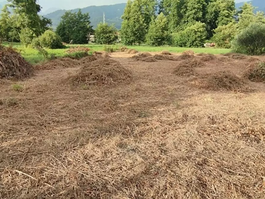 Immagine 5 di Terreno agricolo in vendita  a Massa