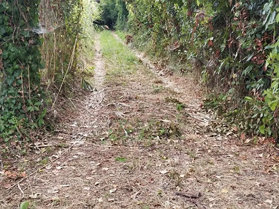 Immagine 8 di Terreno agricolo in vendita  a Massa