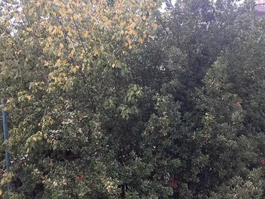 Immagine 20 di Appartamento in vendita  a Massa