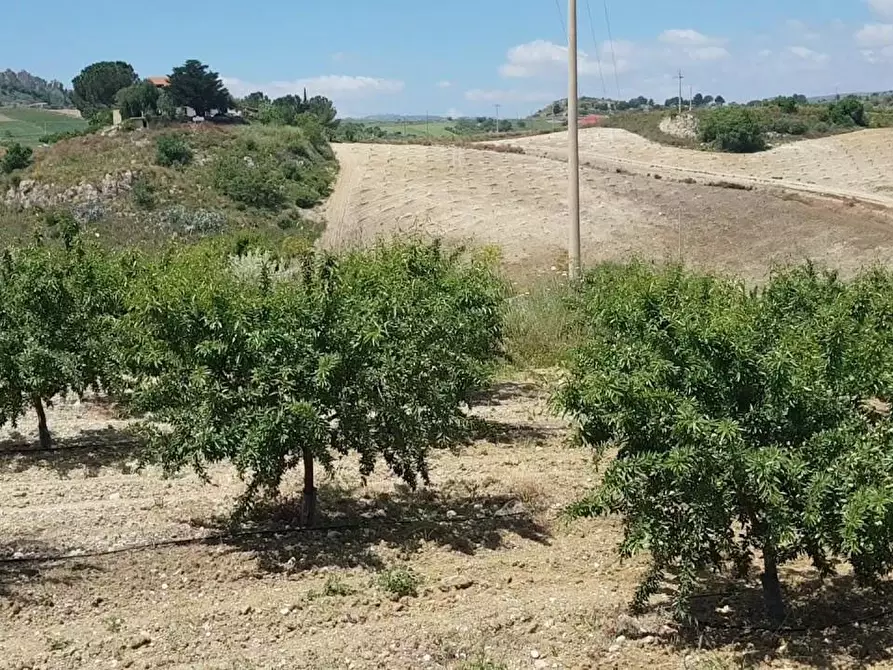 Immagine 6 di Terreno agricolo in vendita  a Canino