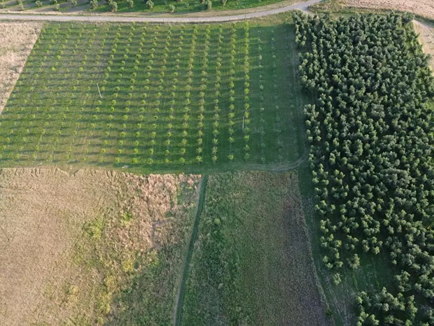 Immagine 3 di Terreno agricolo in vendita  a Canino