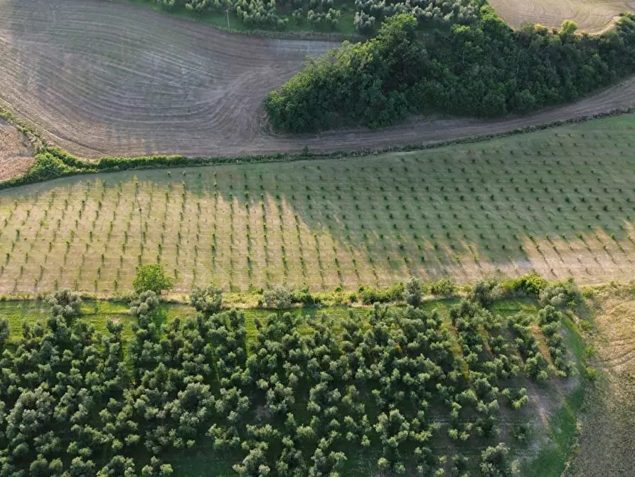 Immagine 5 di Terreno agricolo in vendita  a Canino