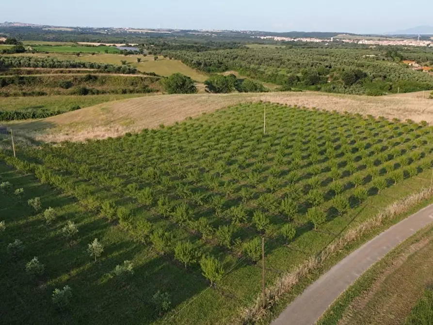 Immagine 2 di Terreno agricolo in vendita  a Canino