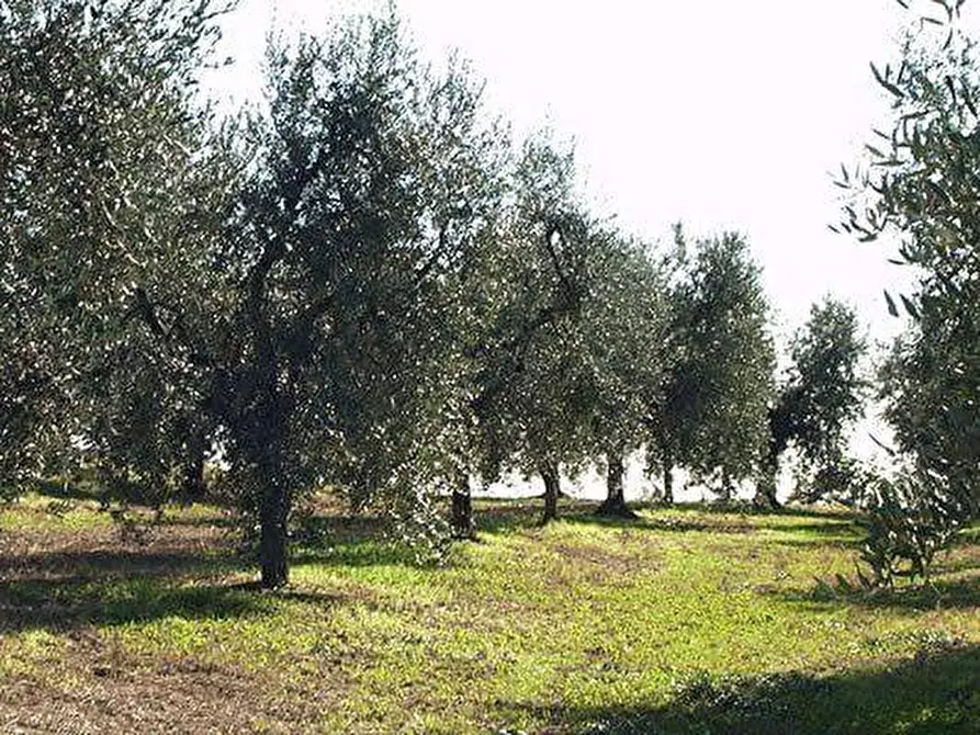 Immagine 4 di Terreno agricolo in vendita  a Canino