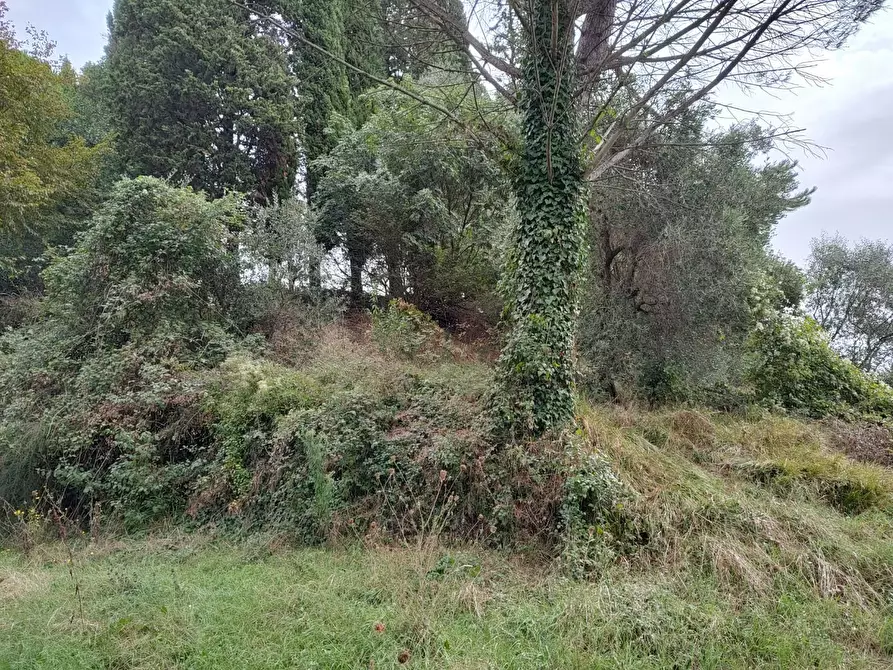 Immagine 3 di Terreno agricolo in vendita  a Fauglia