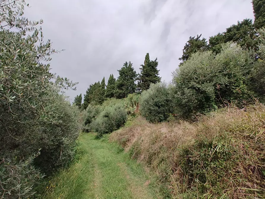 Immagine 2 di Terreno agricolo in vendita  a Fauglia