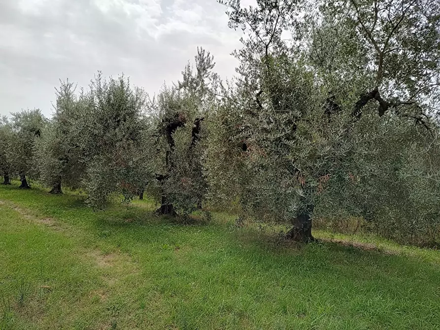 Immagine 4 di Terreno agricolo in vendita  a Fauglia