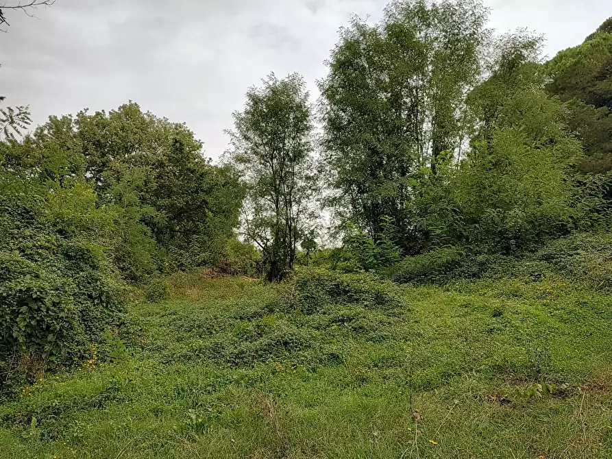 Immagine 6 di Terreno agricolo in vendita  a Fauglia