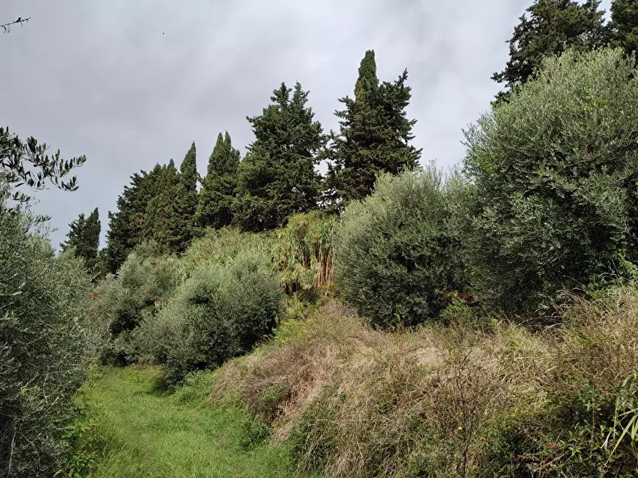Immagine 7 di Terreno agricolo in vendita  a Fauglia