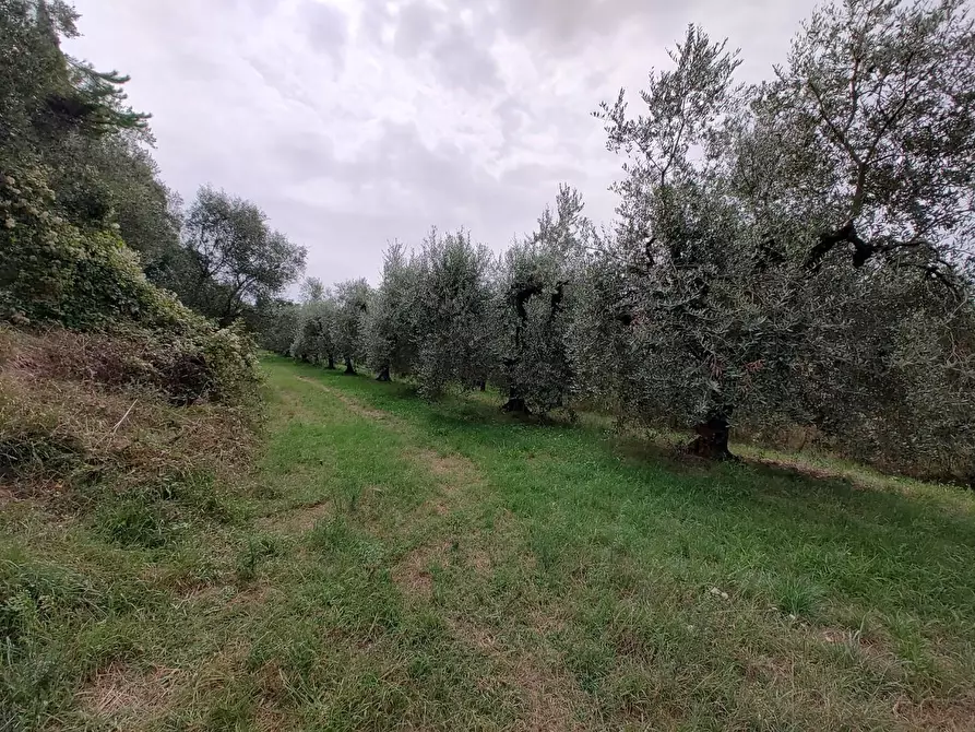 Immagine 5 di Terreno agricolo in vendita  a Fauglia