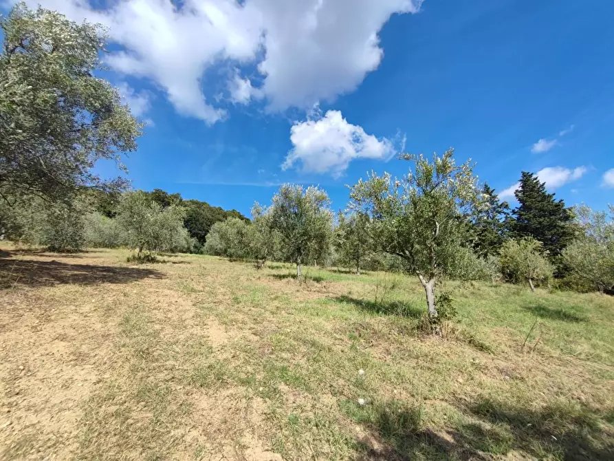 Immagine 1 di Terreno agricolo in vendita  a Casciana Terme Lari