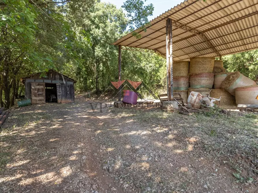 Immagine 64 di Casa colonica in vendita  a Pomarance