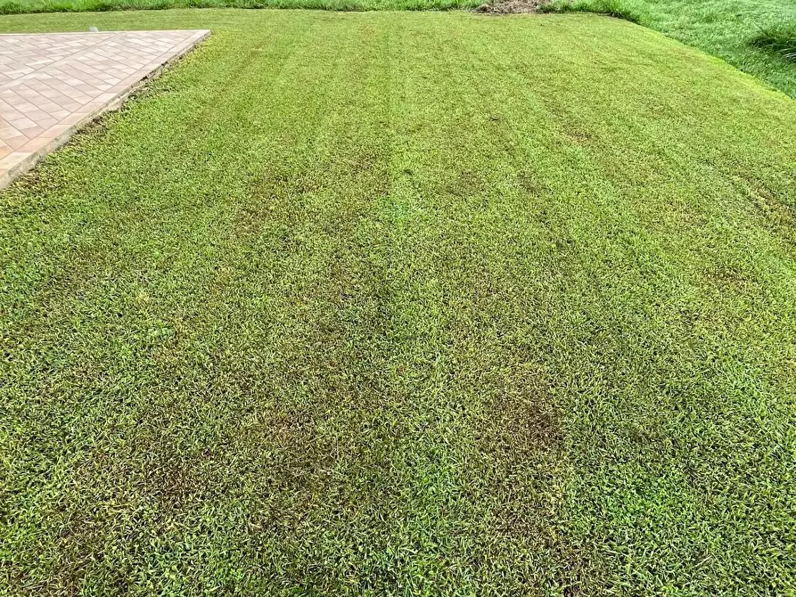 Immagine 3 di Terreno agricolo in vendita  a Montignoso
