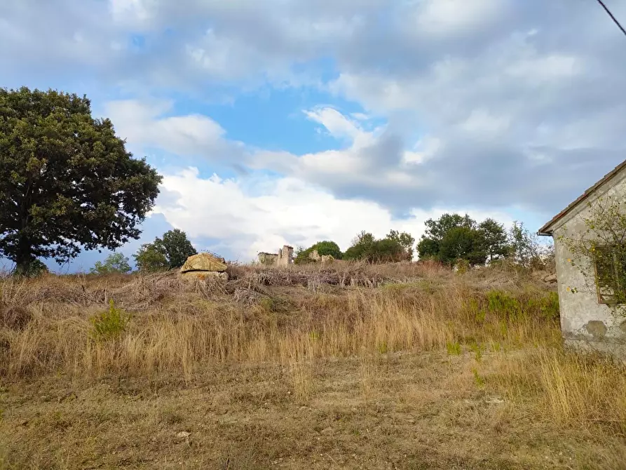 Immagine 4 di Terreno agricolo in vendita  a Roccalbegna
