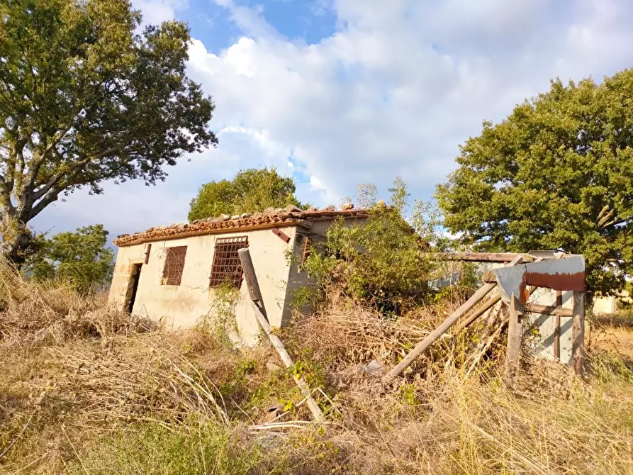 Immagine 18 di Terreno agricolo in vendita  a Roccalbegna
