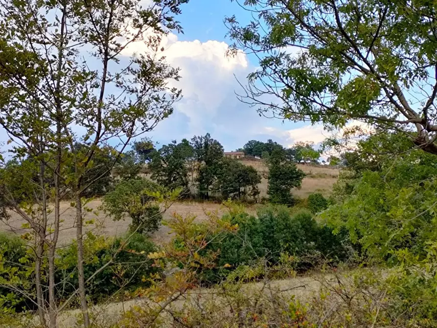 Immagine 5 di Terreno agricolo in vendita  a Roccalbegna