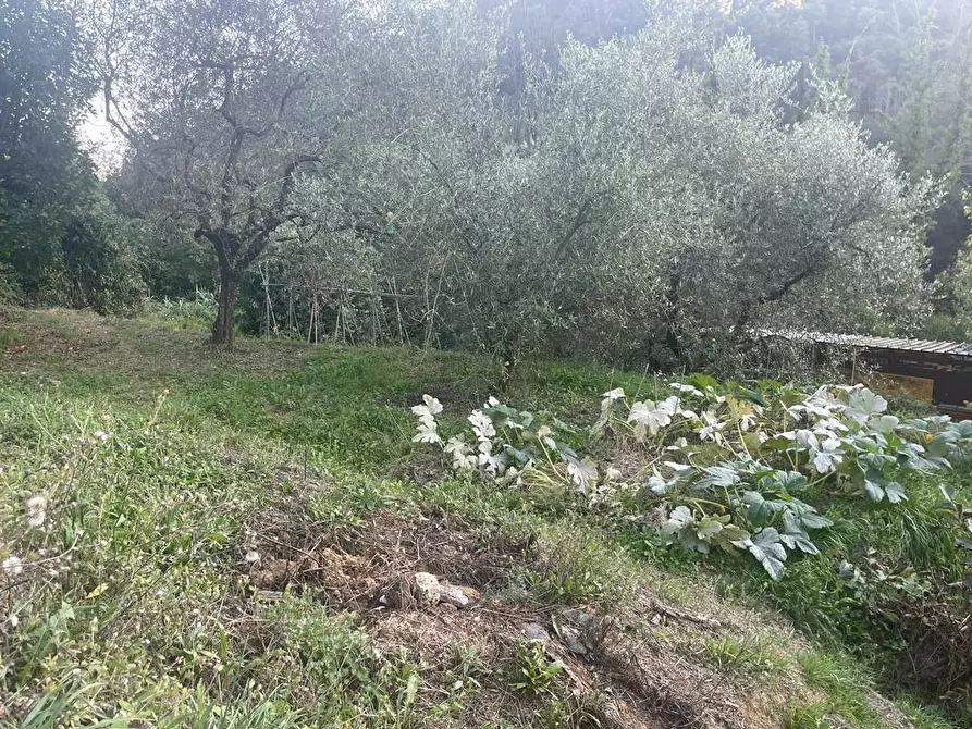 Immagine 49 di Casa indipendente in vendita  a Massa