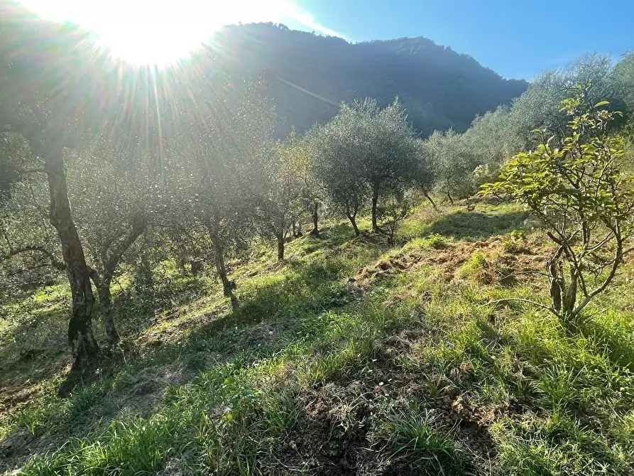 Immagine 45 di Casa indipendente in vendita  a Massa