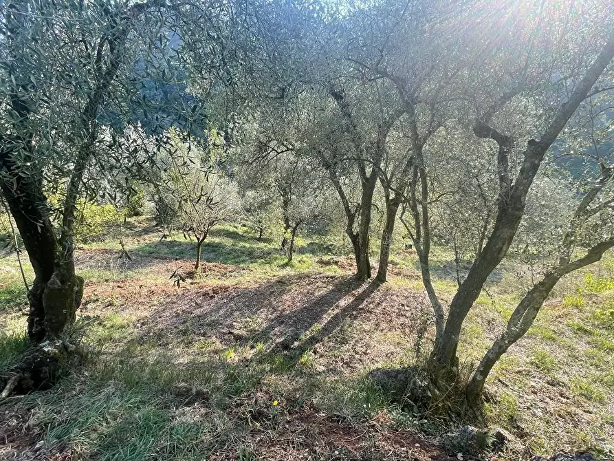 Immagine 43 di Casa indipendente in vendita  a Massa