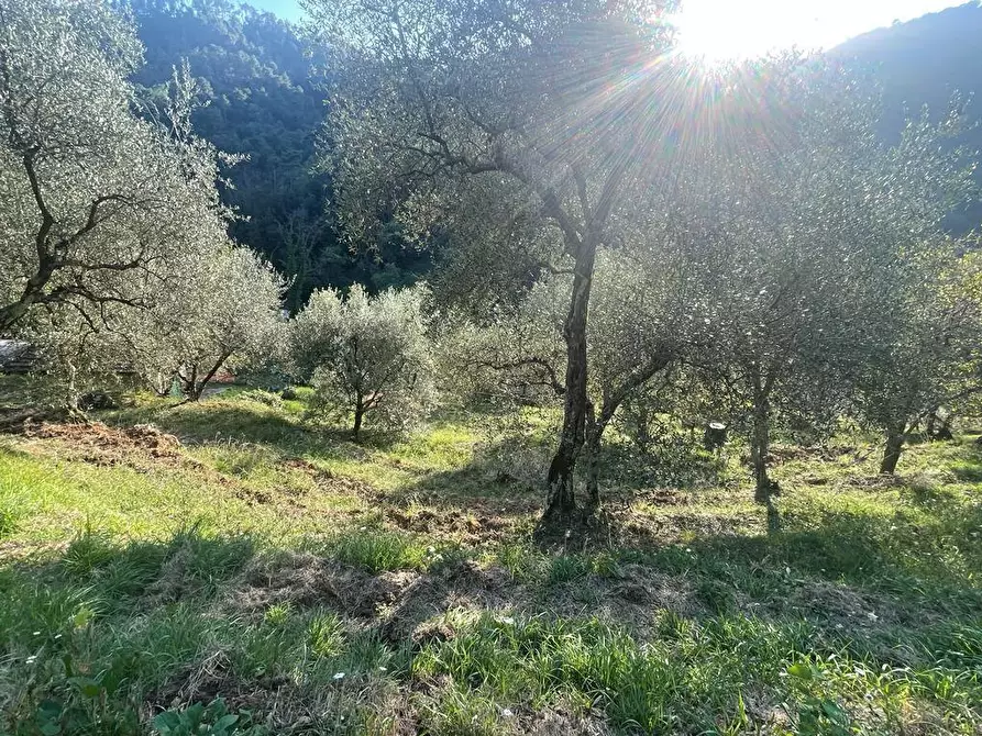 Immagine 46 di Casa indipendente in vendita  a Massa