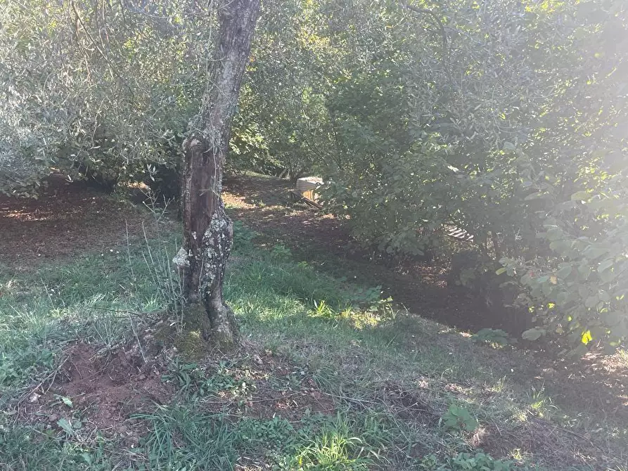 Immagine 40 di Casa indipendente in vendita  a Massa