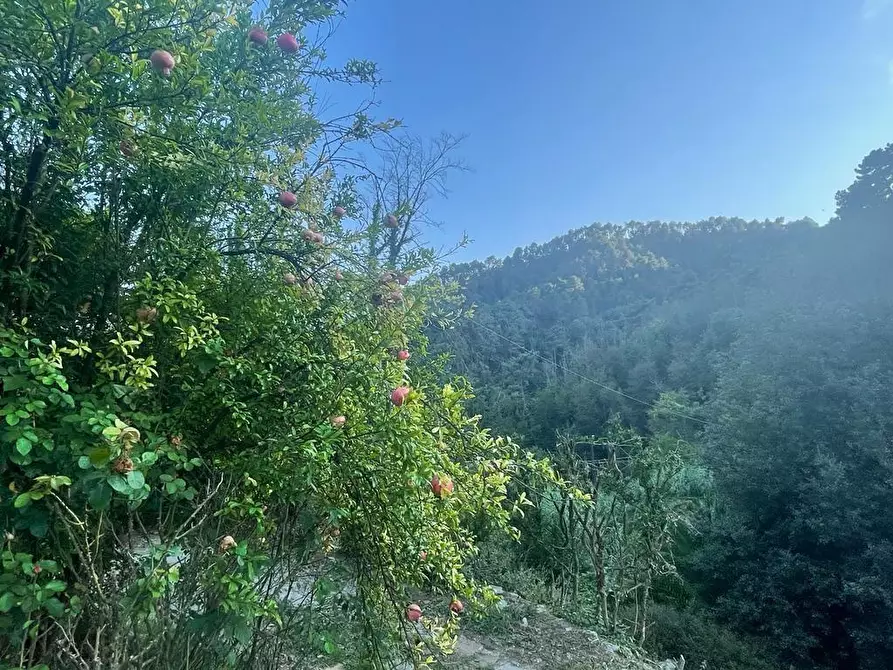 Immagine 58 di Casa indipendente in vendita  a Massa