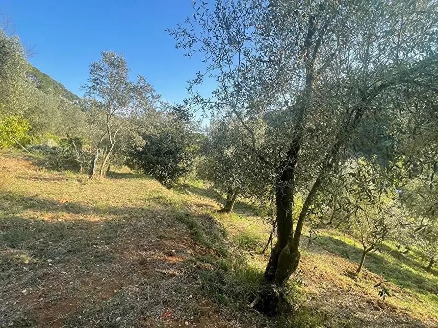 Immagine 44 di Casa indipendente in vendita  a Massa