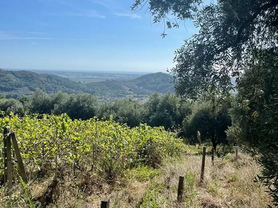 Immagine 1 di Terreno agricolo in vendita  a Massarosa