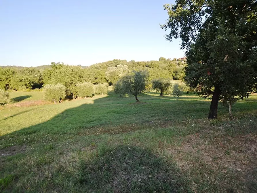 Immagine 18 di Rustico / casale in vendita  a Montecarlo