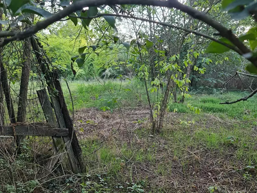 Immagine 3 di Terreno agricolo in vendita  a Colle Di Val D'elsa