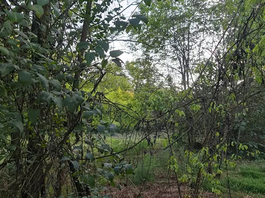 Immagine 4 di Terreno agricolo in vendita  a Colle Di Val D'elsa