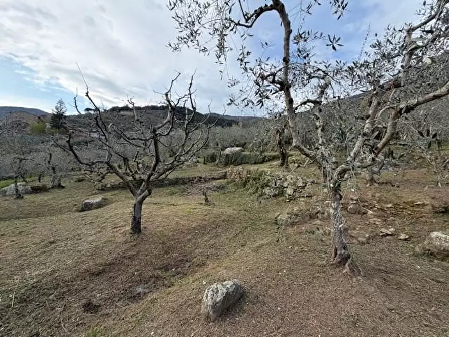 Immagine 13 di Terreno agricolo in vendita  a Calci
