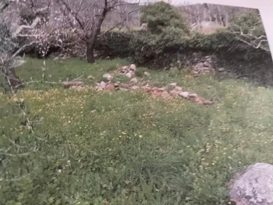 Immagine 4 di Terreno agricolo in vendita  a Calci