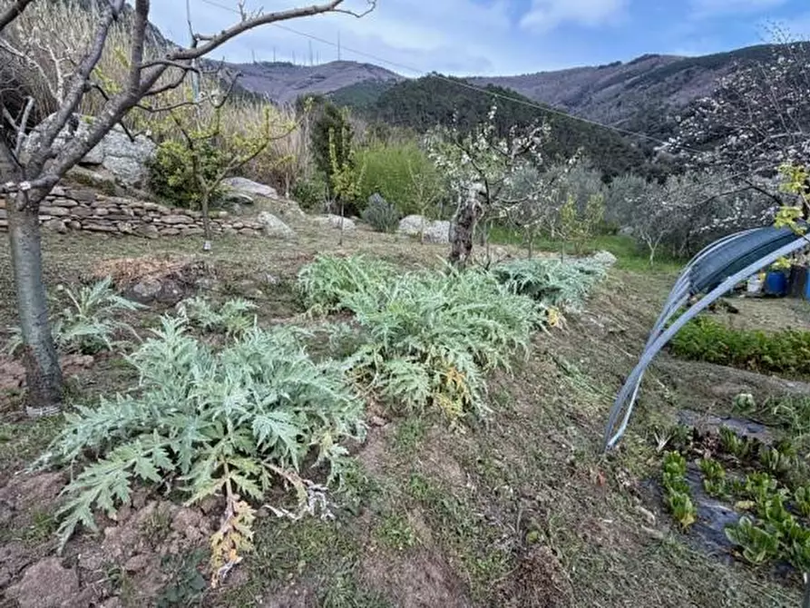 Immagine 17 di Terreno agricolo in vendita  a Calci