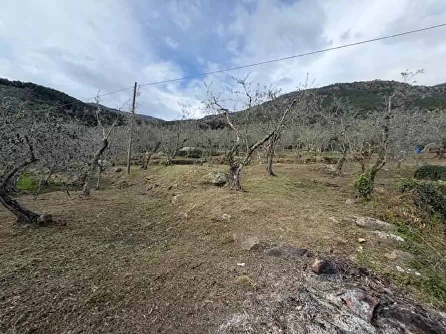 Immagine 12 di Terreno agricolo in vendita  a Calci