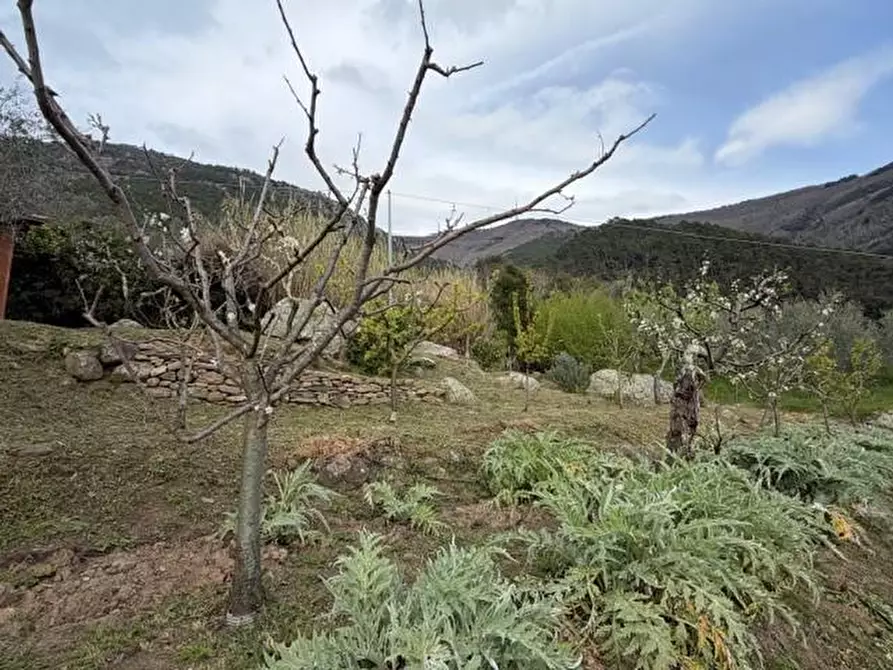 Immagine 18 di Terreno agricolo in vendita  a Calci