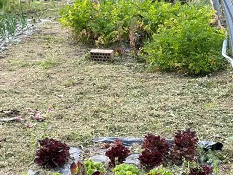 Immagine 27 di Terreno agricolo in vendita  a Calci