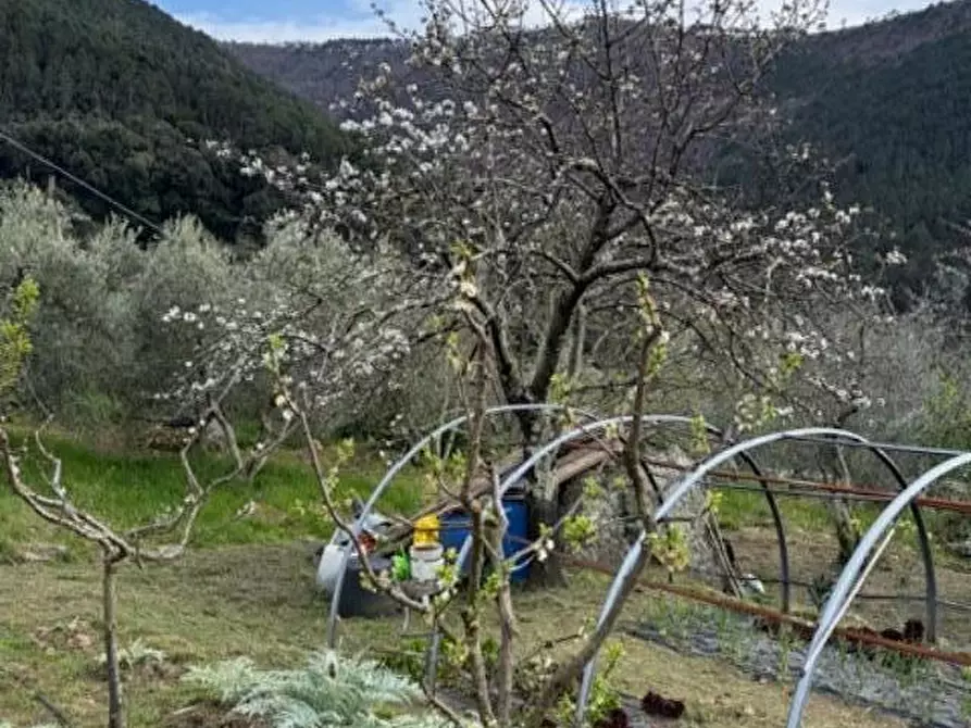 Immagine 24 di Terreno agricolo in vendita  a Calci