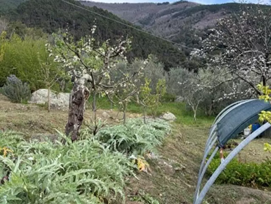 Immagine 19 di Terreno agricolo in vendita  a Calci