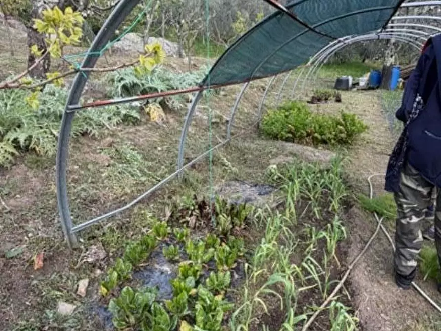 Immagine 16 di Terreno agricolo in vendita  a Calci