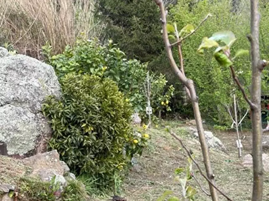Immagine 21 di Terreno agricolo in vendita  a Calci