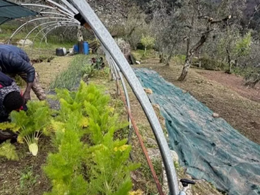 Immagine 15 di Terreno agricolo in vendita  a Calci