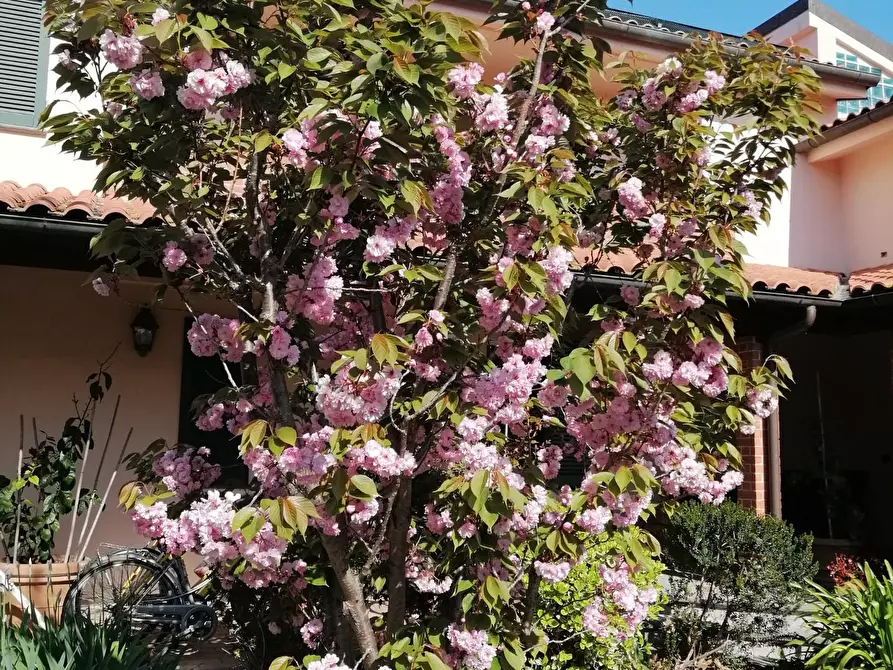 Immagine 1 di Villa in vendita  a Vecchiano