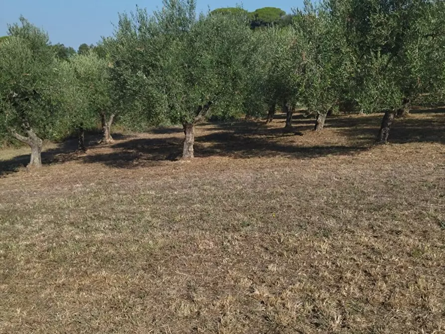 Immagine 28 di Casa bifamiliare in vendita  a Palaia