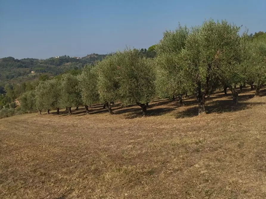 Immagine 31 di Casa bifamiliare in vendita  a Palaia