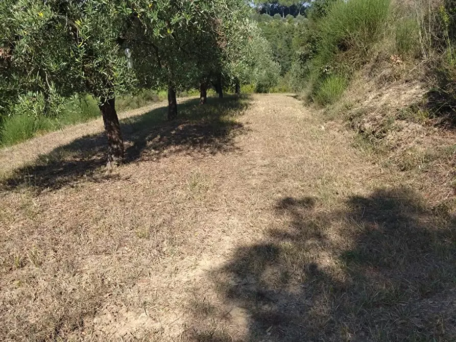 Immagine 30 di Casa bifamiliare in vendita  a Palaia